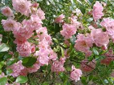 Rosier 'The Fairy'