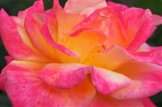 Rosier sur tige 'Rio Samba'