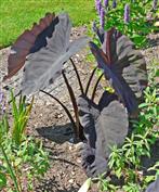 Colocasia 'Black Magic', Oreilles d'éléphant noires