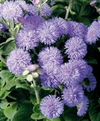 Agératum du Mexique 'Power blue'