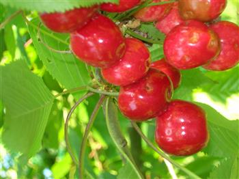 Cerisier nain 'Cherry Boop'